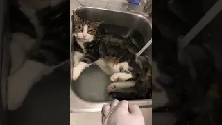 Кошка моется в раковине под струёй воды.