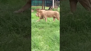 the 🦁 lion was grooming in the Mysore zoo /# shorts / in Tamil / in Ammu vlogs 🎀