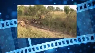 Дикий лев атакует и убивает самца льва