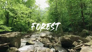 Forest Videos with Ambient and Calm Music - No Copyright Videos - Nature Videos - FreeCinematics