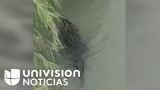 Los inmigrantes que buscan cruzar el Río Bravo tienen otro riesgo: morir devorados por un cocodrilo