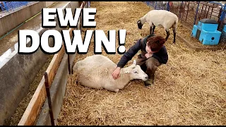 From bad to worse.  (market crashed, cancelled orders, another flooded barn and a down ewe) Vlog 261