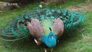 The epic slow motion - The peacock spreads its tail feathers