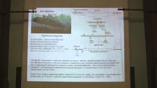 Теория эволюции. Марков А.В. Лекция 9. Часть 2.