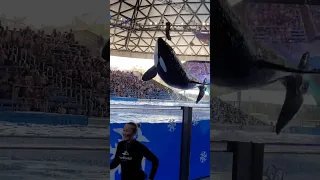 Takara's Side Breach - Seen during Orca Encounter at SeaWorld San Antonio - November 6, 2022