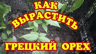 Как вырастить грецкий орех в подмосковье.Как высадить саженец грецкого ореха весной.