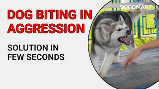 Aggressive Puppy Biting His Owner | Aggressive Dog Solution With Live Example | Baadal Bhandaari