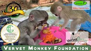 Our three orphaned baby monkeys, Iidiko, Harold, and Mia, meet their foster mothers.