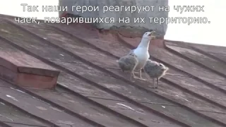 Чайки на крыше дома напротив (3 июня 2018)
