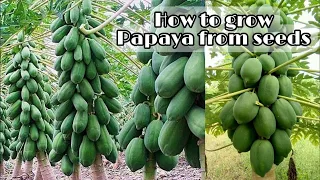 Seeds to Harvest / How to grow papaya from seeds / Easy to get more fruits for beginner by NY SOKHOM