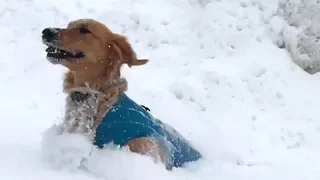 Dogs loves to jump in snow compilation