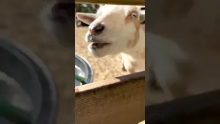 Talking goat