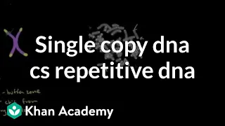 Telomeres and single copy DNA vs repetitive DNA | MCAT | Khan Academy