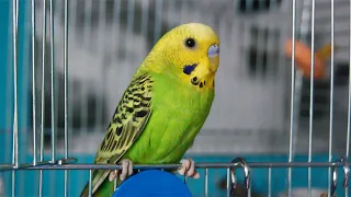 Parrot opens a locked cage from the inside Compilation