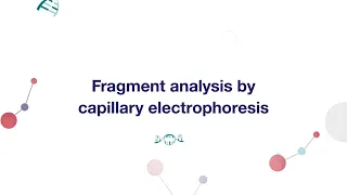 CE Fragment Analysis