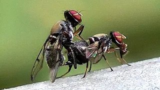 Two Boatman Flies mating - (Pogonortalis doclea)