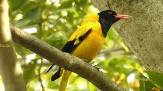 Amazing Bird Sound - Black-hooded Oriole