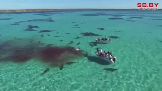 70 акул растерзали кита на глазах туристов