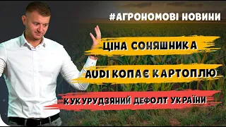 КУКУРУДЗЯНИЙ ДЕФОЛТ В УКРАЇНІ. ЦІНА НА СОНЯШНИК РОСТЕ. Агрономові новини