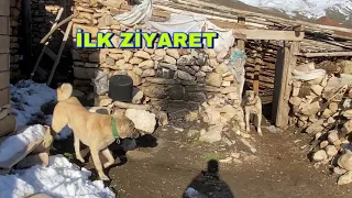 KÖYE YENİ GELEN KÖPEĞİ AZAP VE FAÇA SIRAYLA ZİYARET ETTİ