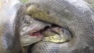 BATTLE OF THE ANACONDA KINGS VS CROCODILE.  WHO STRONGER?