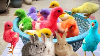 Catch Cute Chickens, Colorful Chickens, Rabbits, Cat, Goose, Duck, Betta Fish, Animal Cute #30