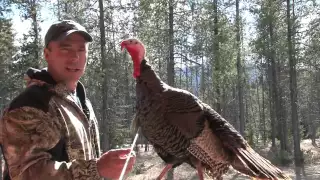 Shot Placement NonStrutting Turkey