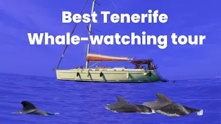 Possibly the best whale-watching excursion in Tenerife 2023  - guarantee to spot whales & dolphins.