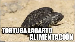 tortuga lagarto   alimentación