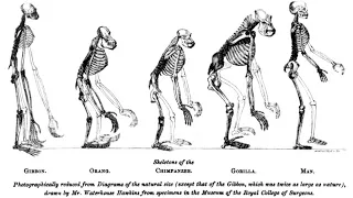 Evolutionary history of life | Wikipedia audio article