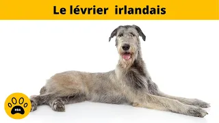 Le Chien Lévrier Irlandais 👉 Physique - Caractère - Santé