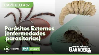 Cap 39 - Parásitos Externos (enfermedades parasitarias) #ManualPrácticoGanadero