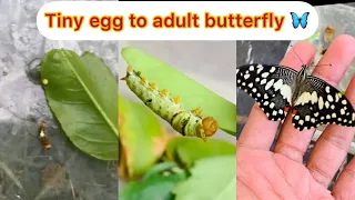 Transformation from egg to butterfly || metamorphosis of butterfly || from caterpillar to butterfly