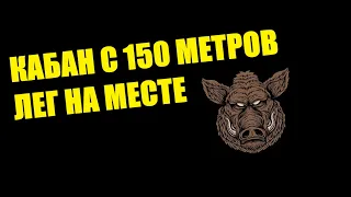 ОХОТА/КАБАН ЗИМОЙ/150 МЕТРОВ/ЛЕГ НА МЕСТЕ/ЗАУЕР 202