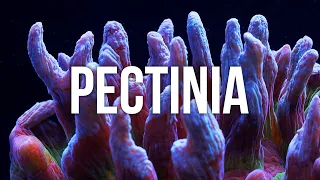 Pectinia Coral Care Tips