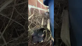 Baby Carolina Wrens Doing the Nest Thing