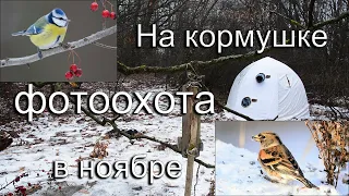 Фотоохота на кормушке в ноябре