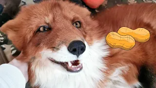 Alf the Fox eating peanuts 🥜 Лис Альф ест арахис