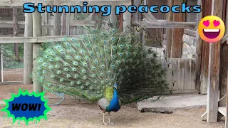 Peacocks at the Collingwood Children's Farm - Experience the mesmerizing beauty of those feathers