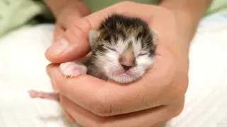 Protected baby kittens of abandoned cats one day after birth . Kittens grow from 1-50 days old