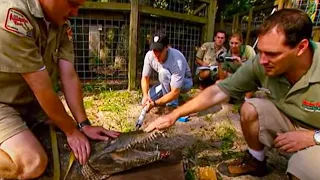 Measuring a Crocodile's Bite | Horizon | BBC Studios