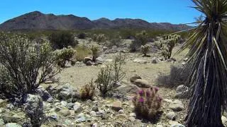 Mountain Lion at Joshua Tree