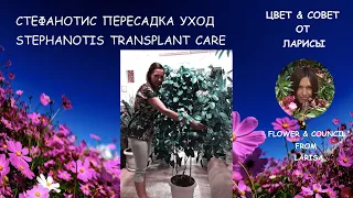 СТЕФАНОТИС КАК ПЕРЕСАДИТЬ, УХОД | Стефанотис уход в домашних условиях видео