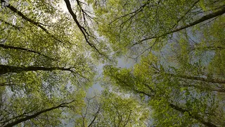 A Quiet Day with Birds Singing and Light Wind in the Green Forest - Sounds for Relaxation and Sleep