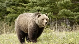 Amazing Facts About Grizzly Bears