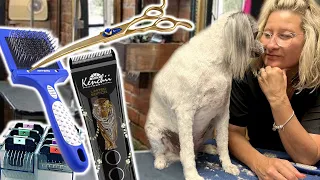 Minimal TOOLS you need to GROOM any DOG and what to buy