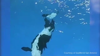 Last orca born in captivity arrives at SeaWorld San Antonio