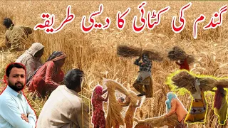 How to harvest wheat 🌾🌾 by hand / Gandom ke katai Karne ka Desi Tarika!!