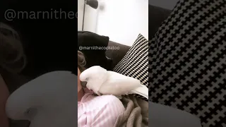 That time Marni the Cockatoo "tumbled" asleep. 😴