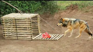 Build Unique Creative Powerful Wild Dog Trap Make From Traditional Bamboo Cage That Work 100%